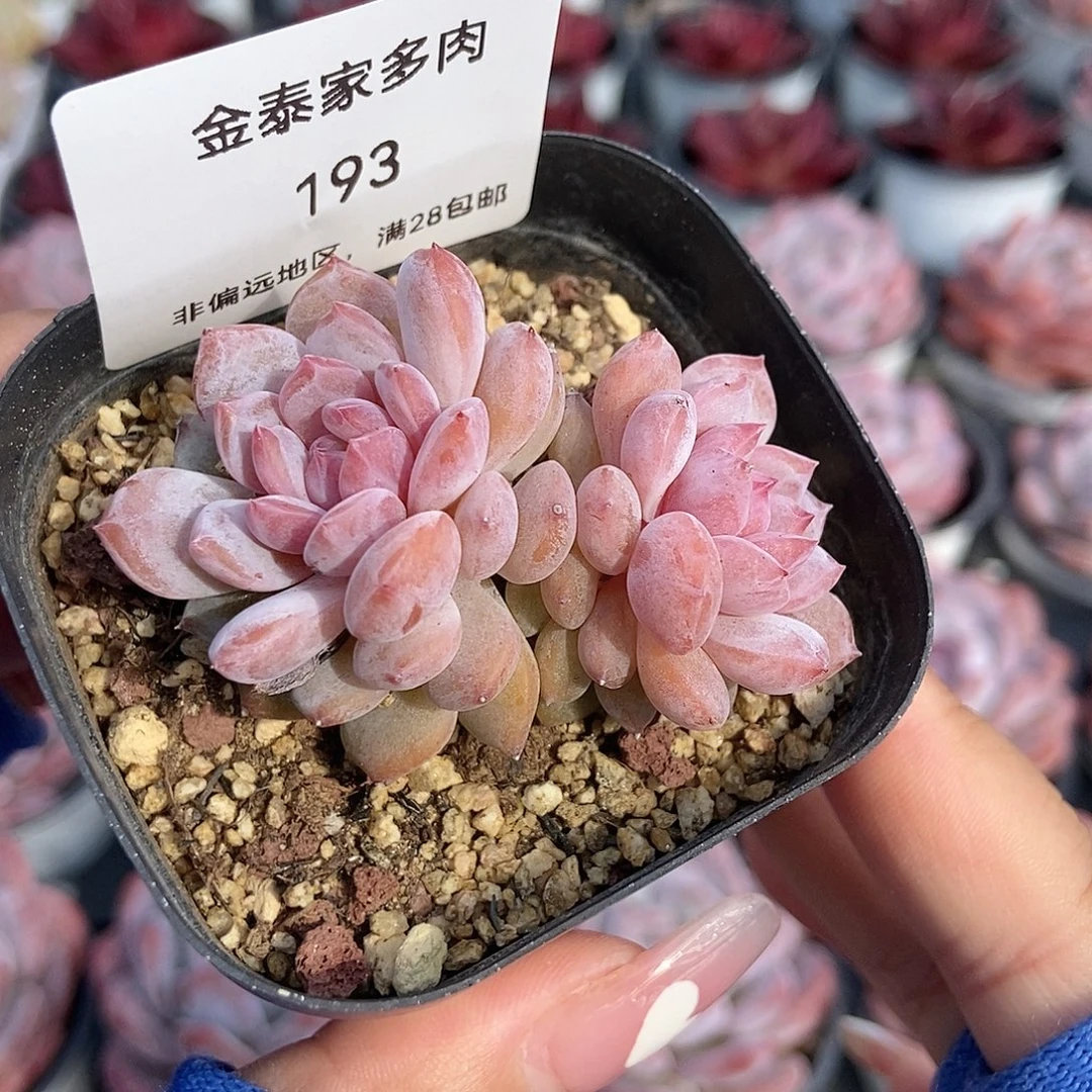 金泰家多肉，193星星橙