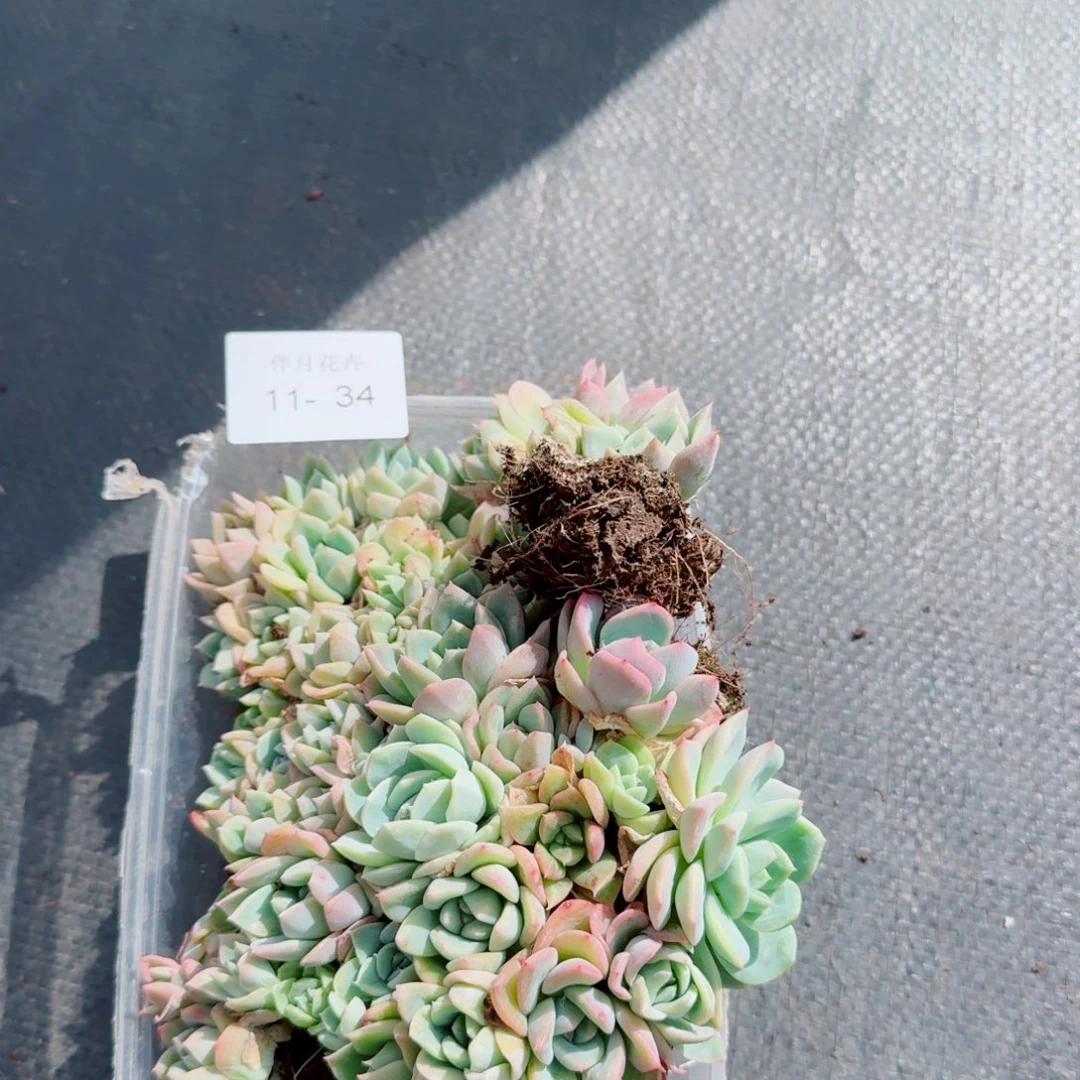 母亲节福利珍妮切糕一份量拍11-34