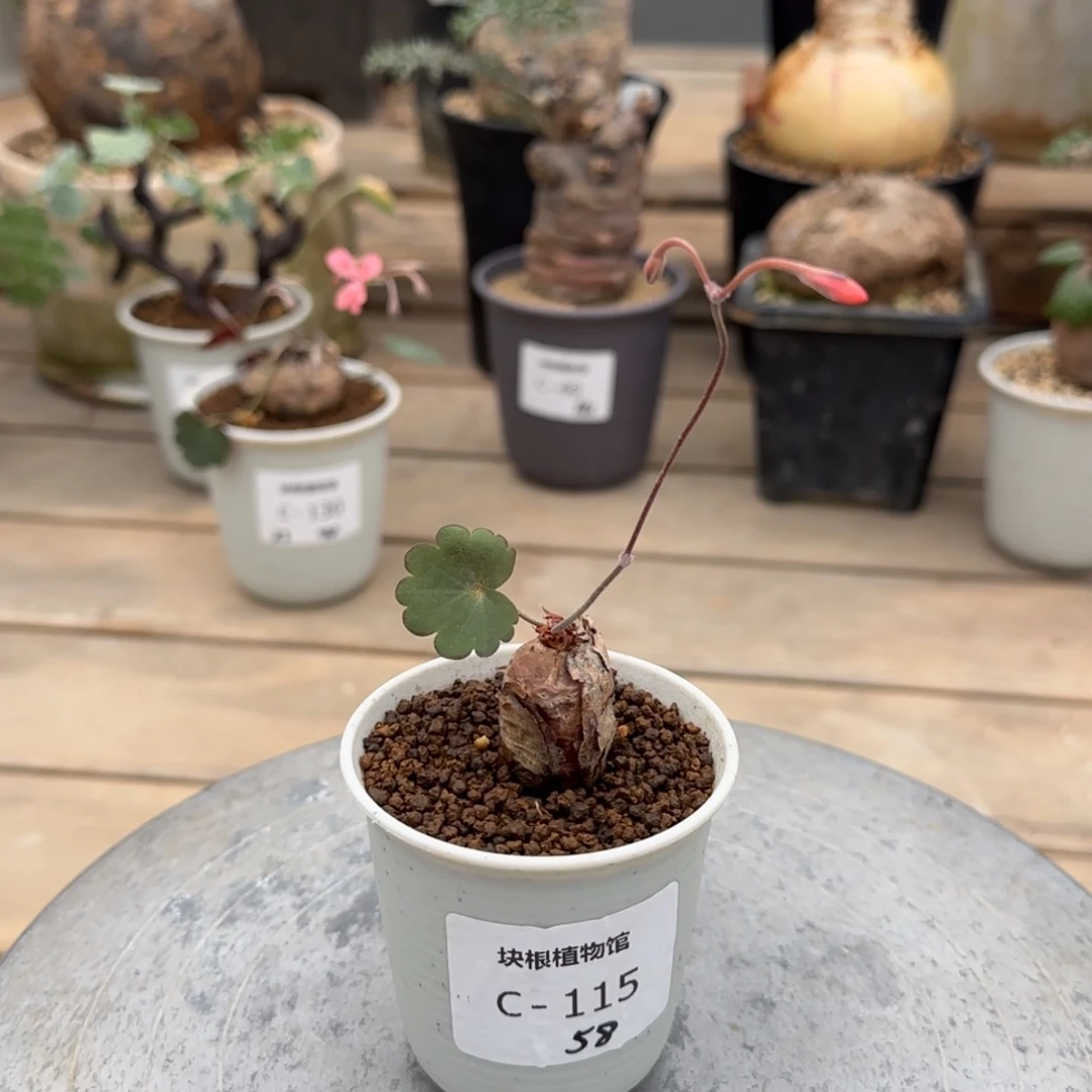 115肾叶洋葵不带盆