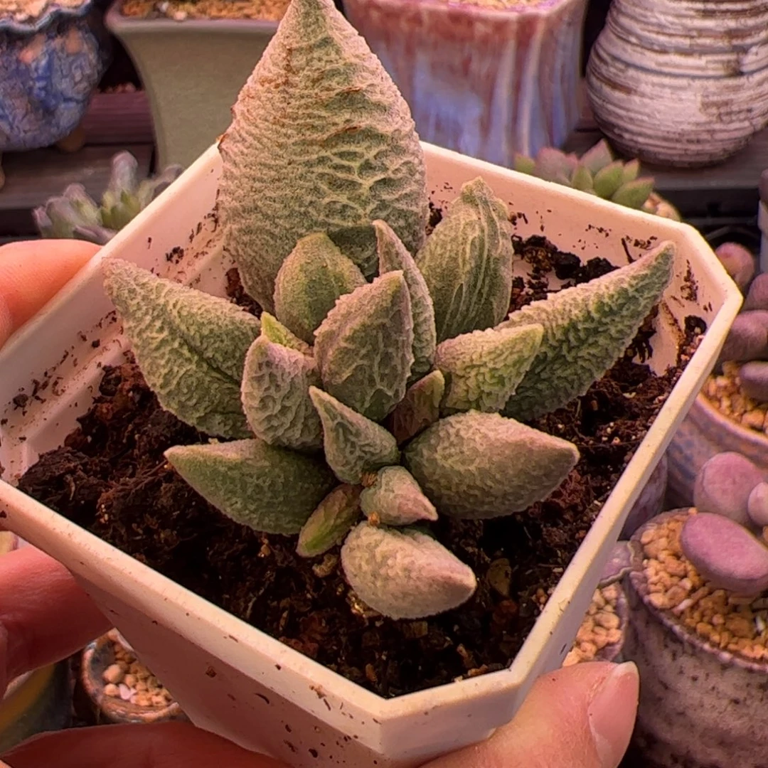 融化纹冰淇淋。