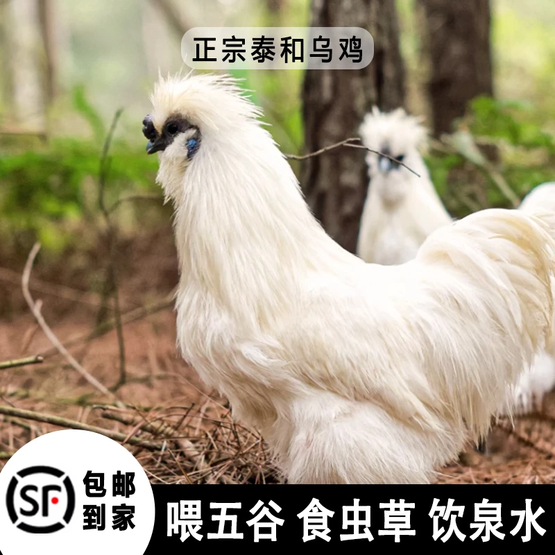 【5/6只装】正宗泰和原种林下散养乌鸡 月子鸡 滋补食材 整只发货