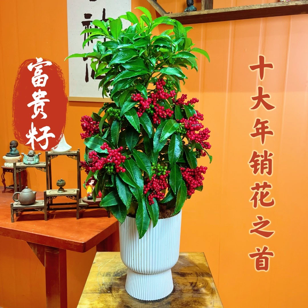 【带绿果发货】老桩富贵籽年宵花结果开花观果盆景室内盆栽绿植喜庆