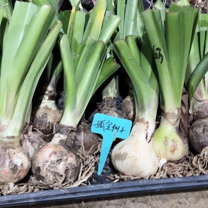 孤宝仙子朱顶红一棵6+