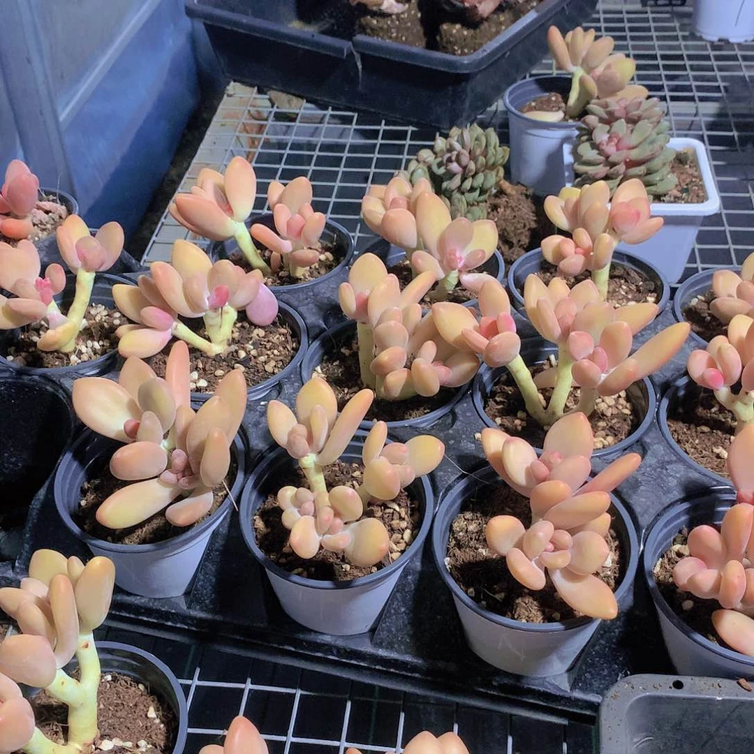 芒果美人4646464646464648