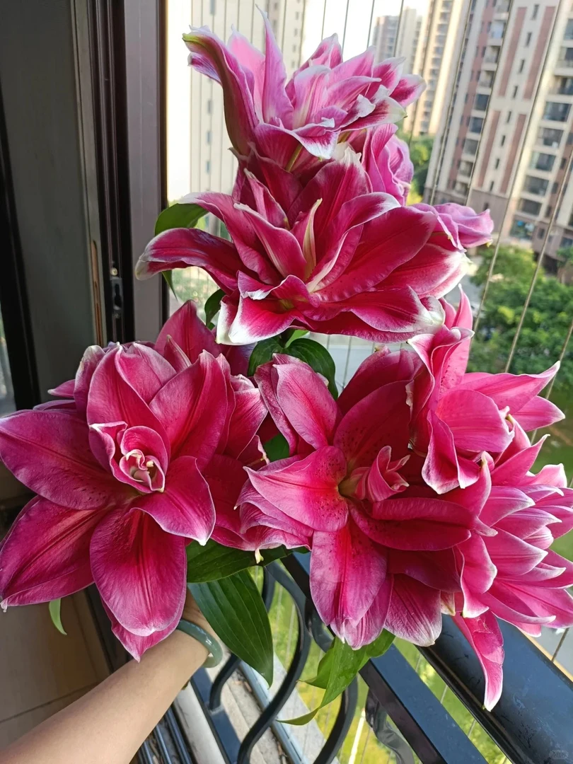 曼诺斯卡重瓣百合（同地址2单发顺丰）