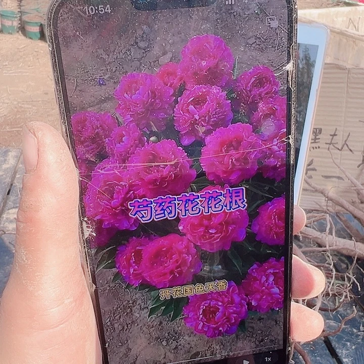当前无花栽培后可以开花大富贵