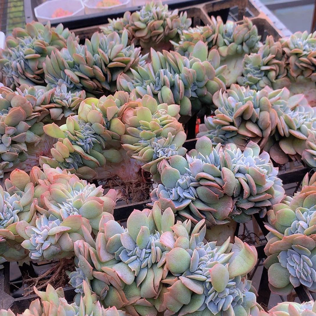 白凤缀化345667788899