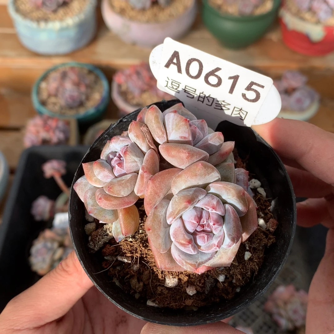 A0615 突尼斯福利 有砍 7cm