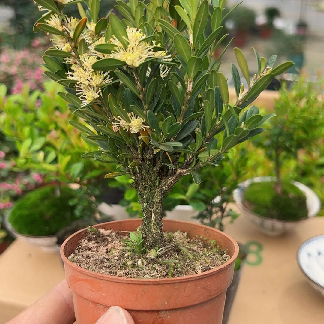 黄杨黄杨绿植盆栽植物