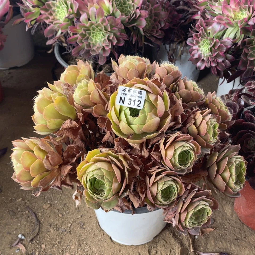 312黄金沙拉酱多肉法师断枝不包