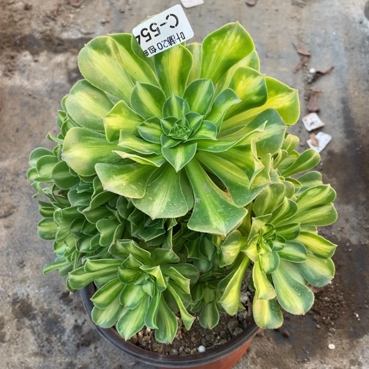 554琉璃多肉123456789