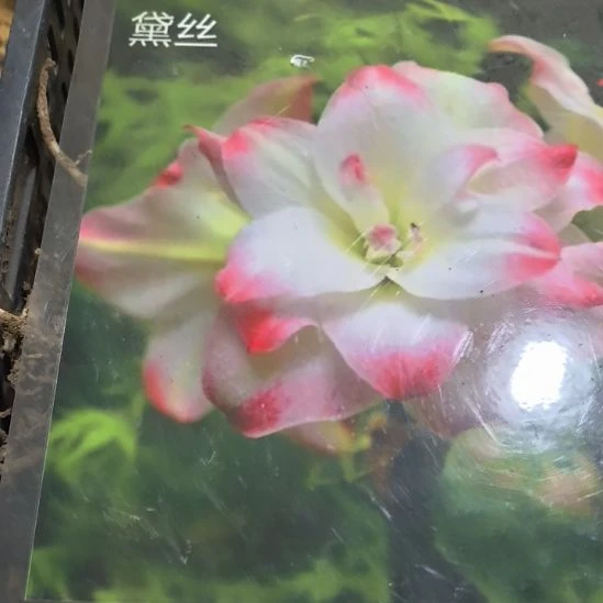 当前无花栽培后可以开花糖果黛丝4厘米裸根球