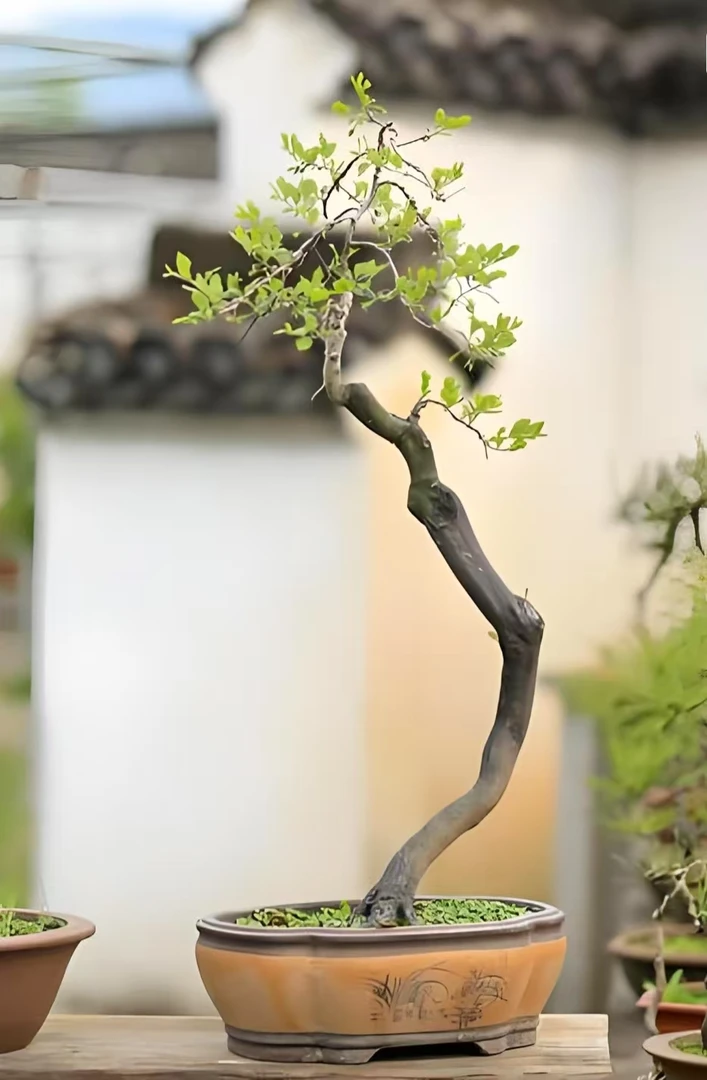 老鸦柿 原生桩 一物一拍 所见即所得