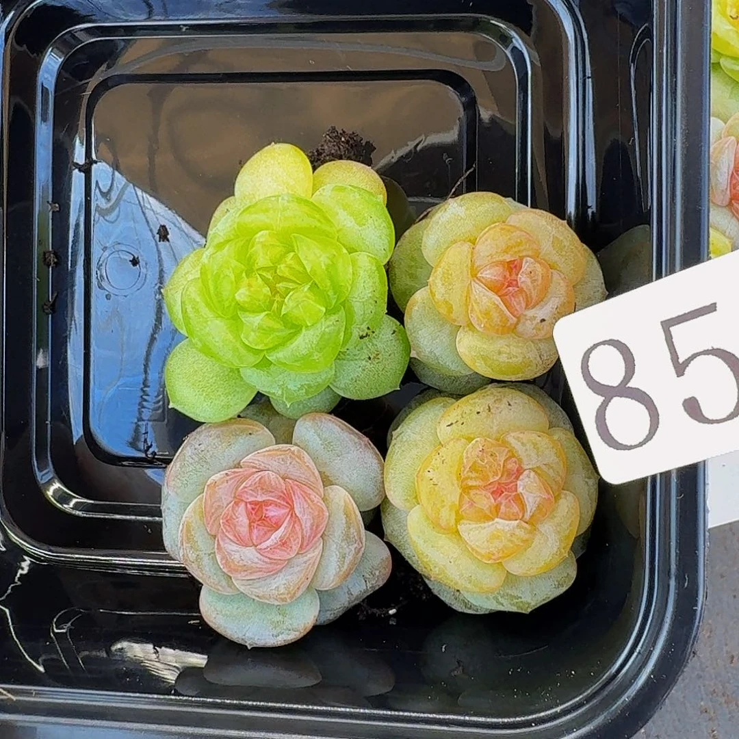 嘟***崩多肉植物多肉植物85