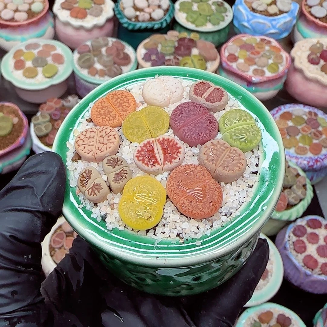 生石花满18包邮0104-85