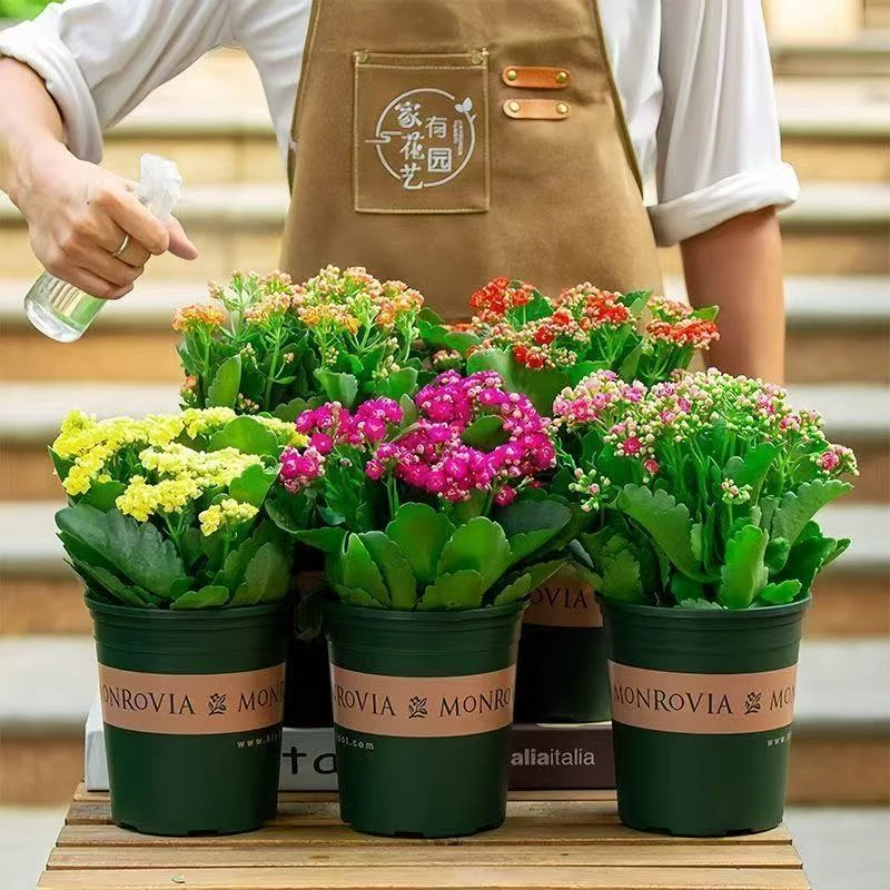 【带花苞】重瓣长寿花卉盆栽大盆室内阳台净化空气带花苞四季开花