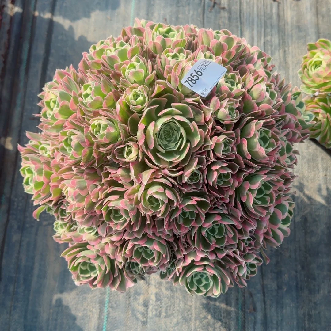 安***7856白凤多肉多肉