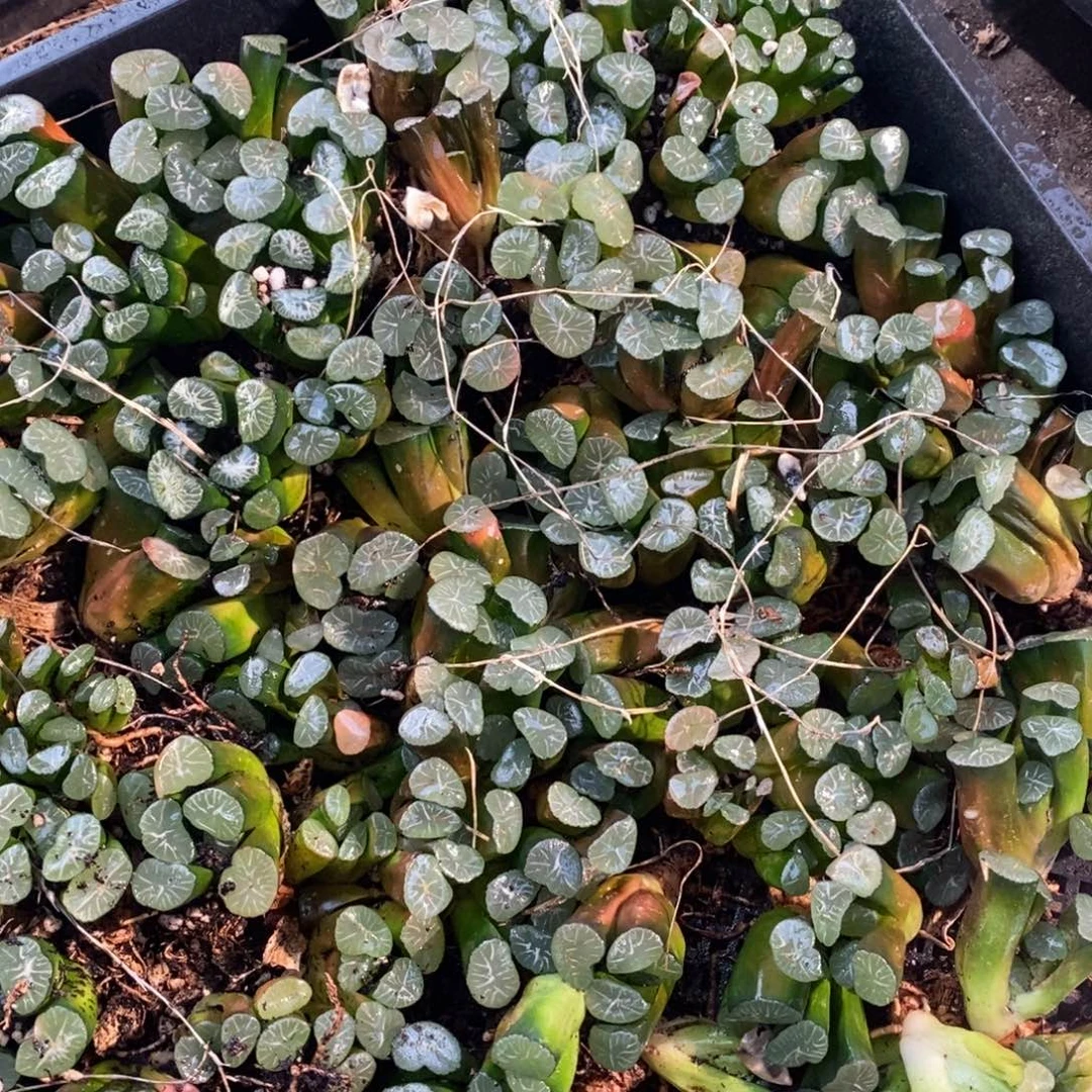 2029 一颗实生大万象 多品种 周末整点福利