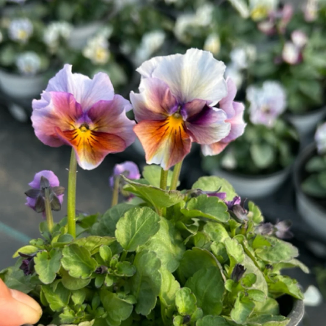 威笑园艺角堇三色堇照片一物一拍