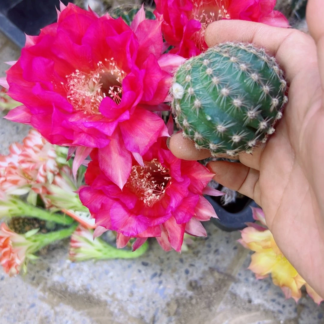 下79彩草香奈儿歪无根侧芽4公分左右20包邮