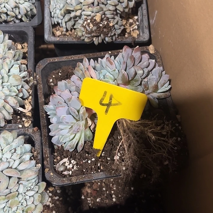 一***o星颖缀化多头群山4