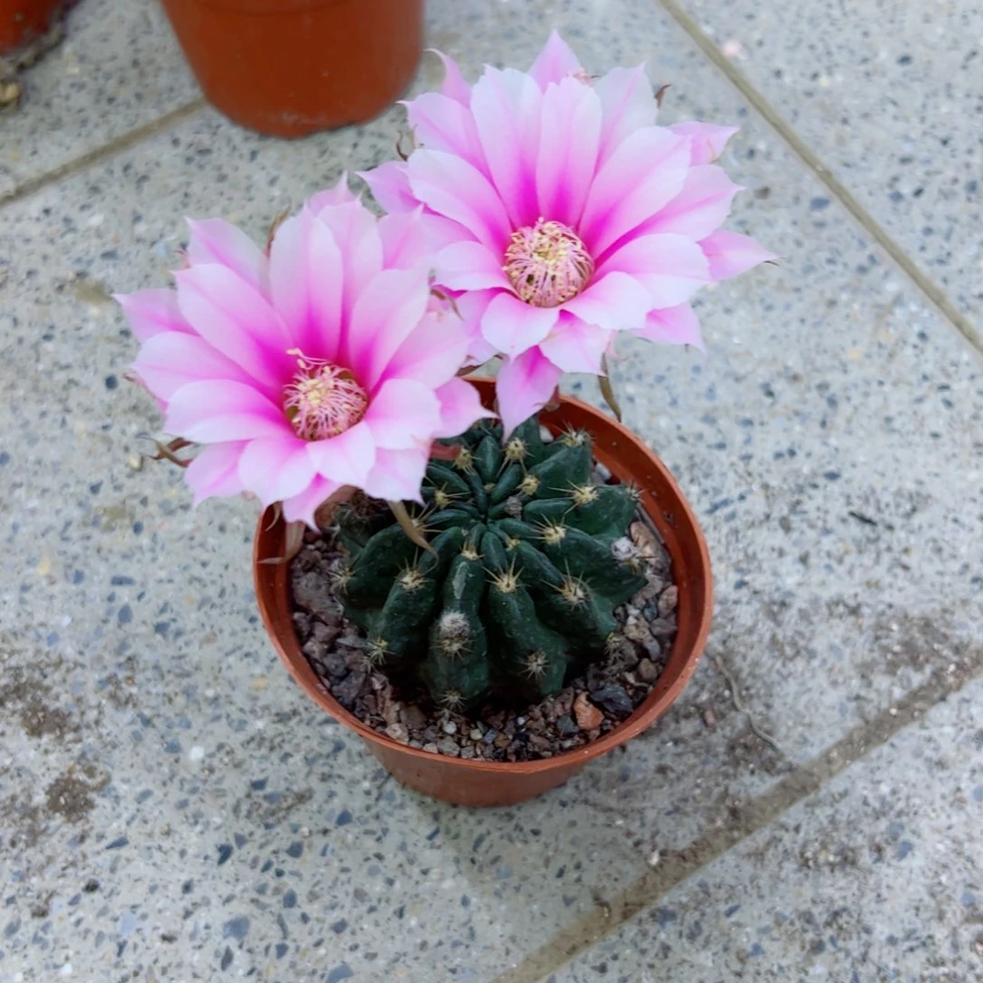 下119丽花根软4公分左右脱土掰花发货