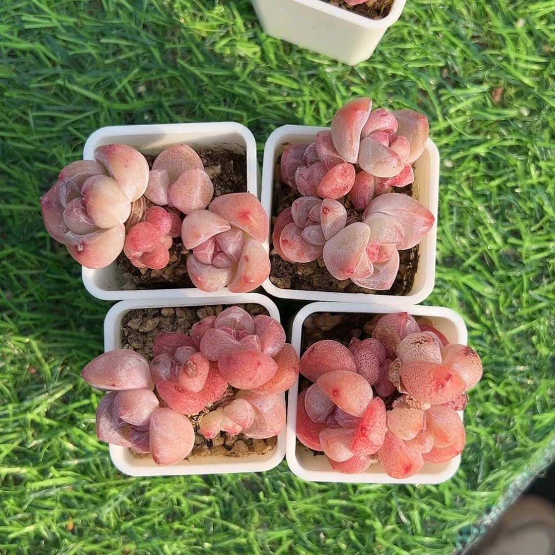 xnbnbvbjvhbbvvvvgghhvg