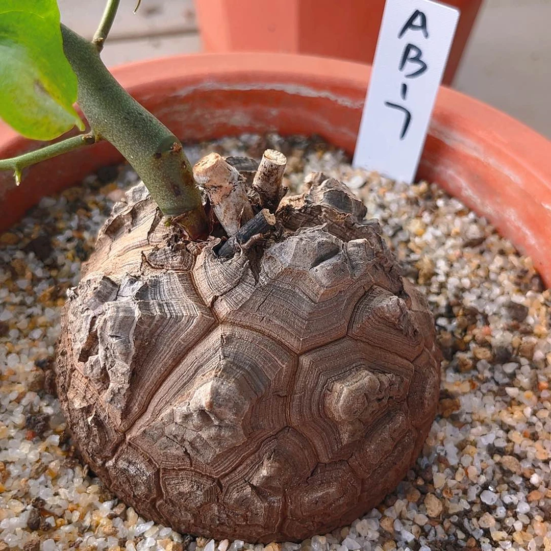 潮流植物AB17优选南非龟