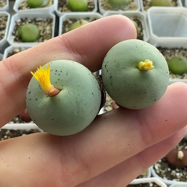 老马生石花2.3鸽子蛋960