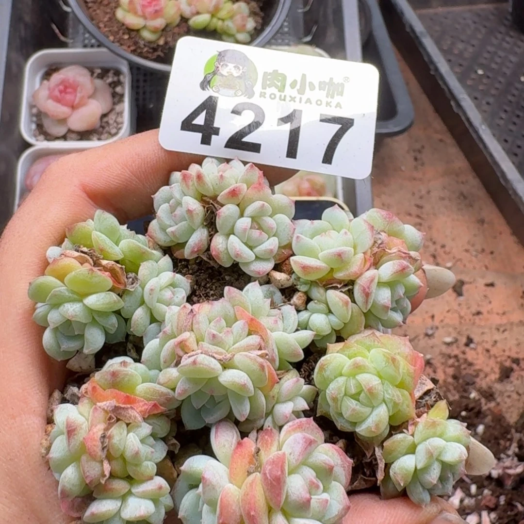 蓝***️多肉植物多肉植物