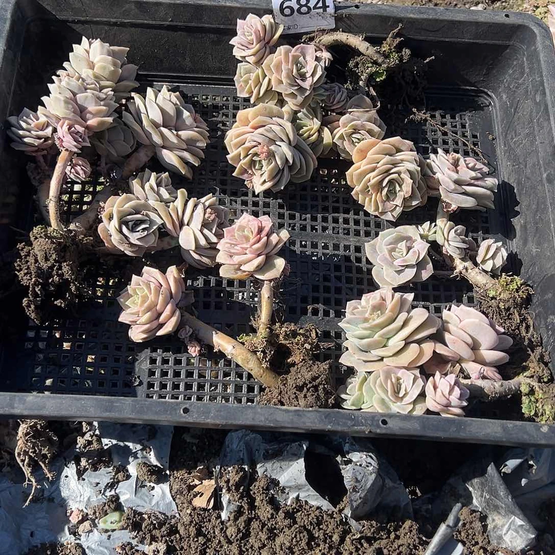 ?***?684不售后5颗