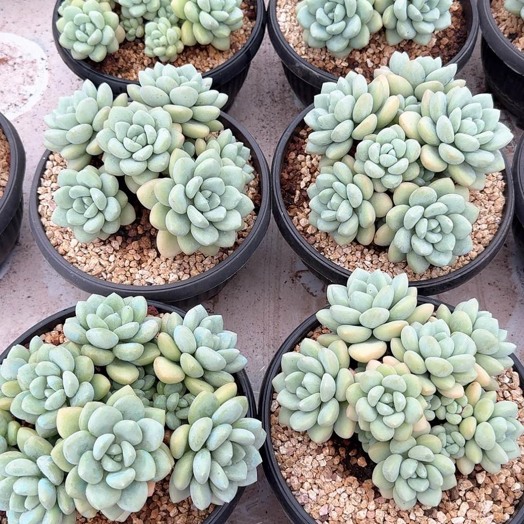 泡泡糖整无砍精控群生