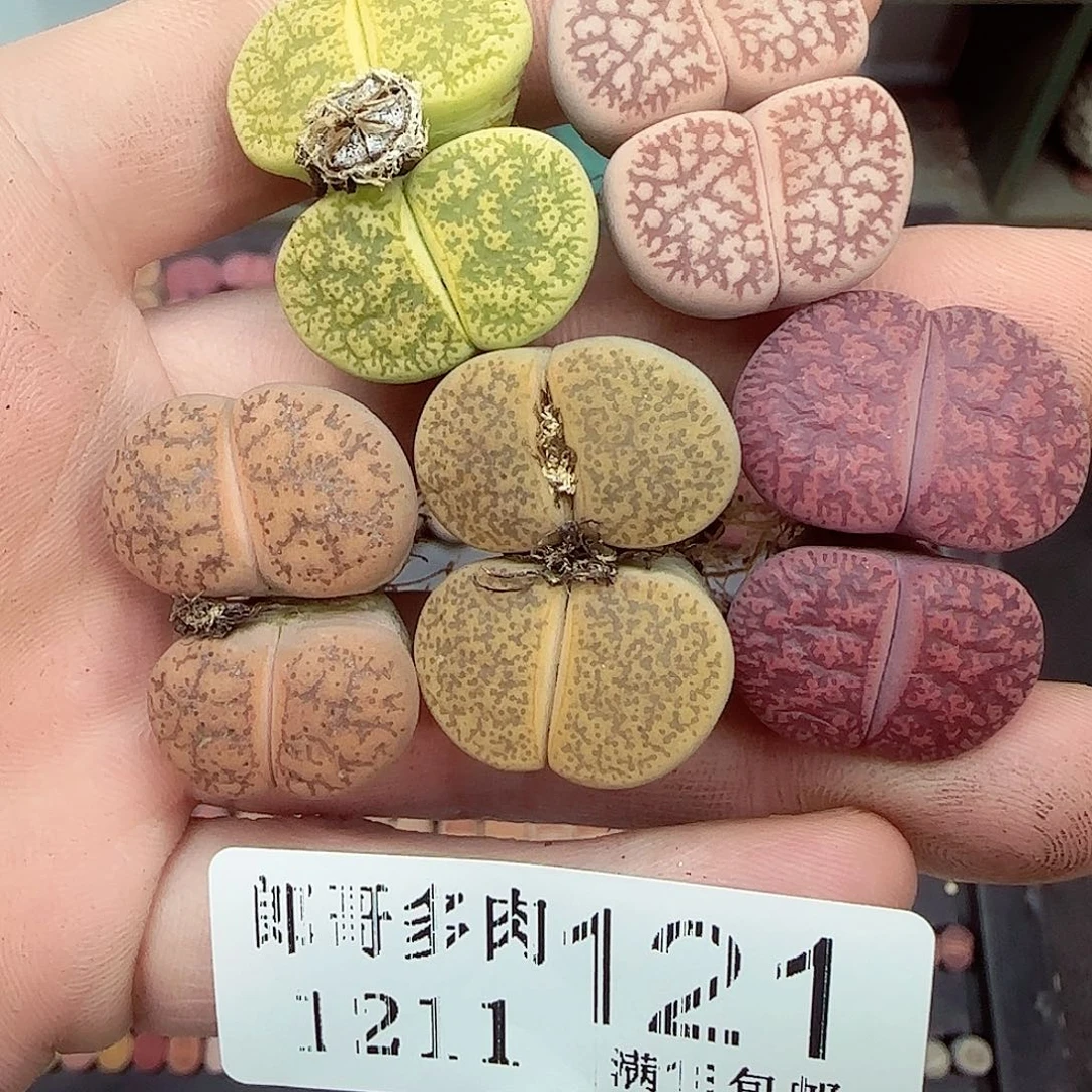 陌***哒满满18包邮1211-121