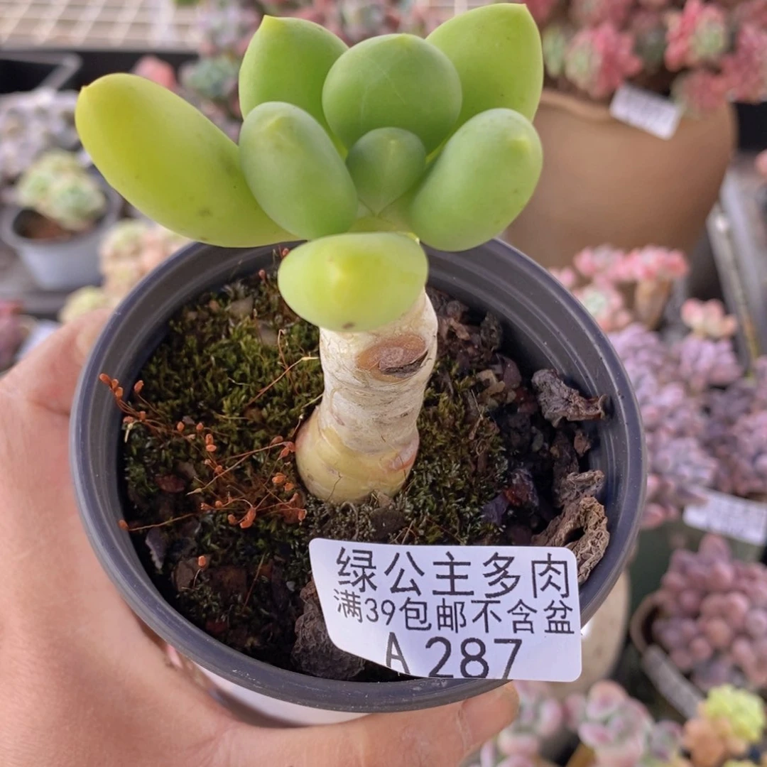 芒果奶单头287多肉酱