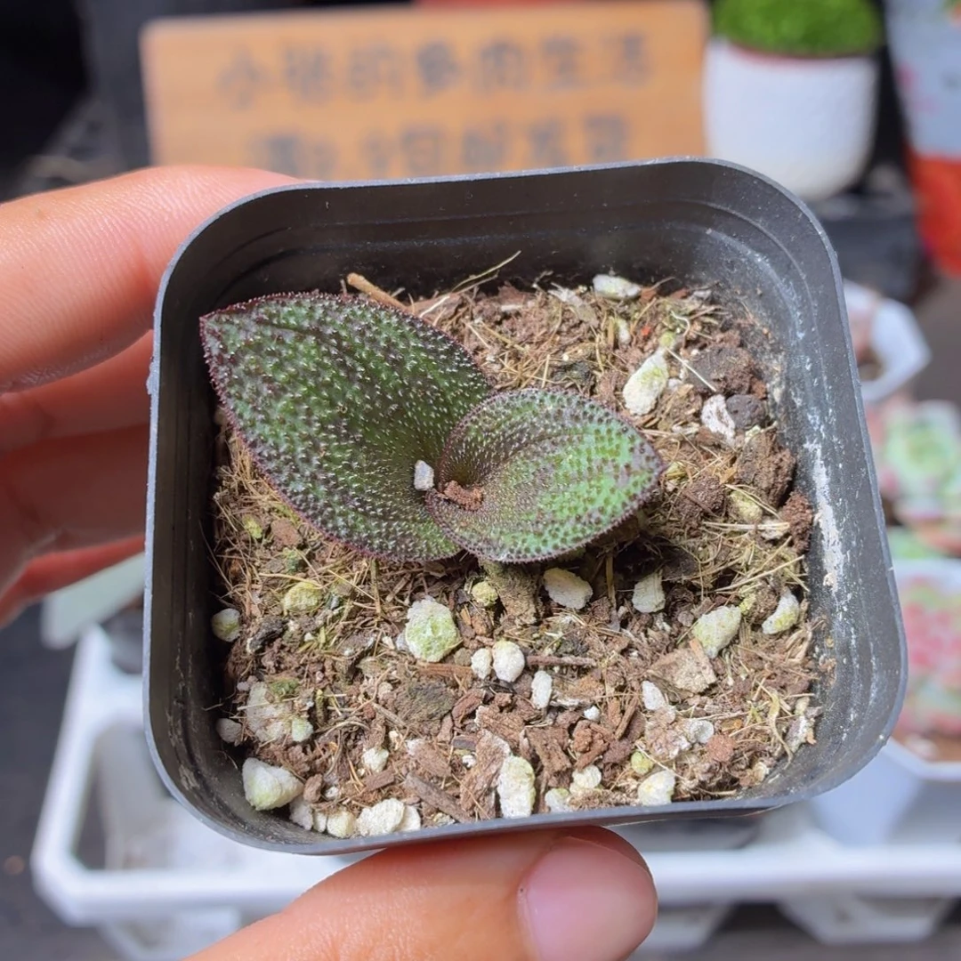 紫镜多肉9.9包邮发货