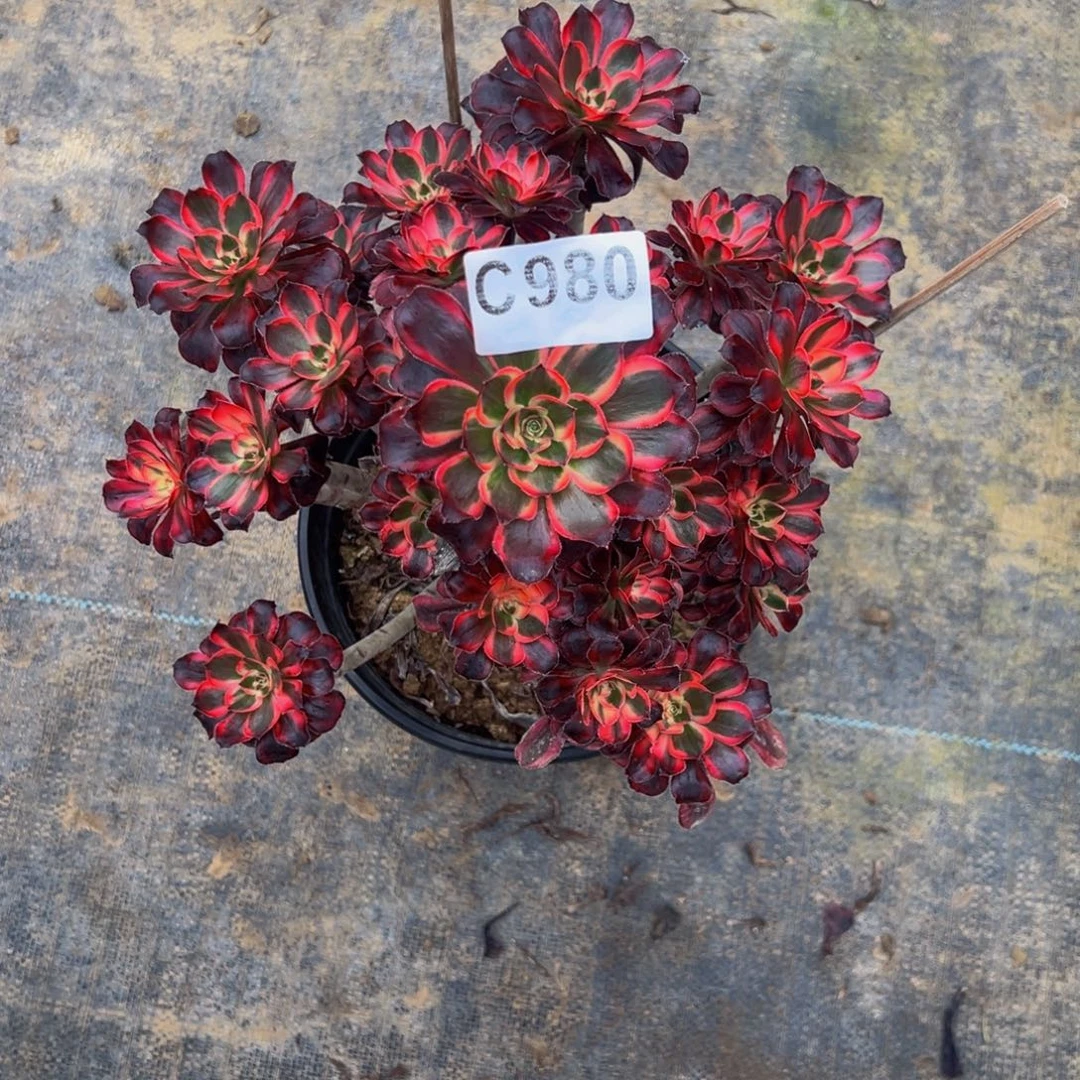 杨***好无花朵丽娜优选980