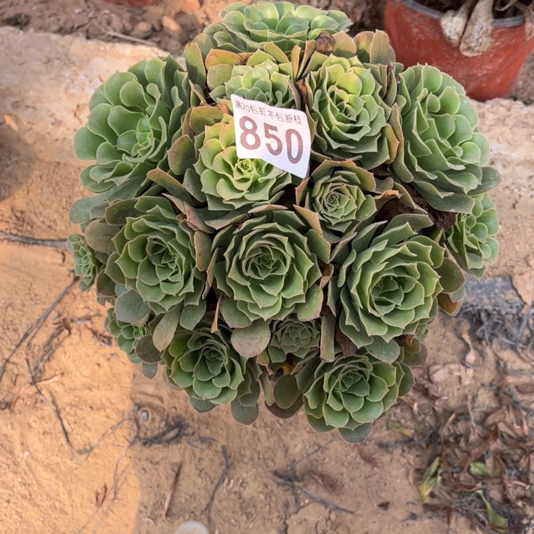 绿杨蓉850不包断枝