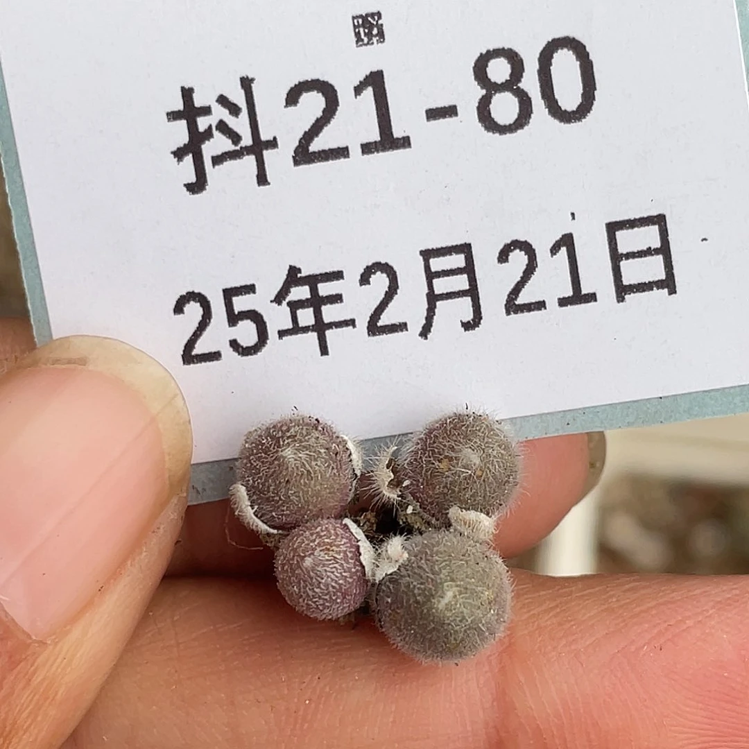 21-80毛球多肉植物