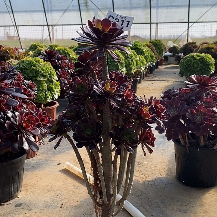 多肉植物黑法师211