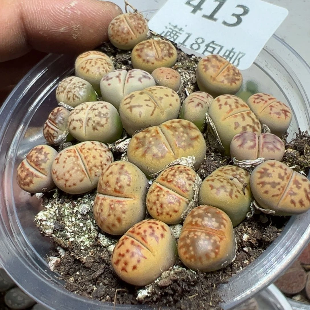 【闪购商品】 413。