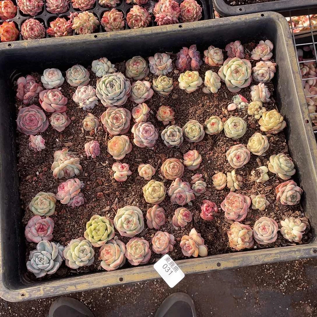 天***师031。定。