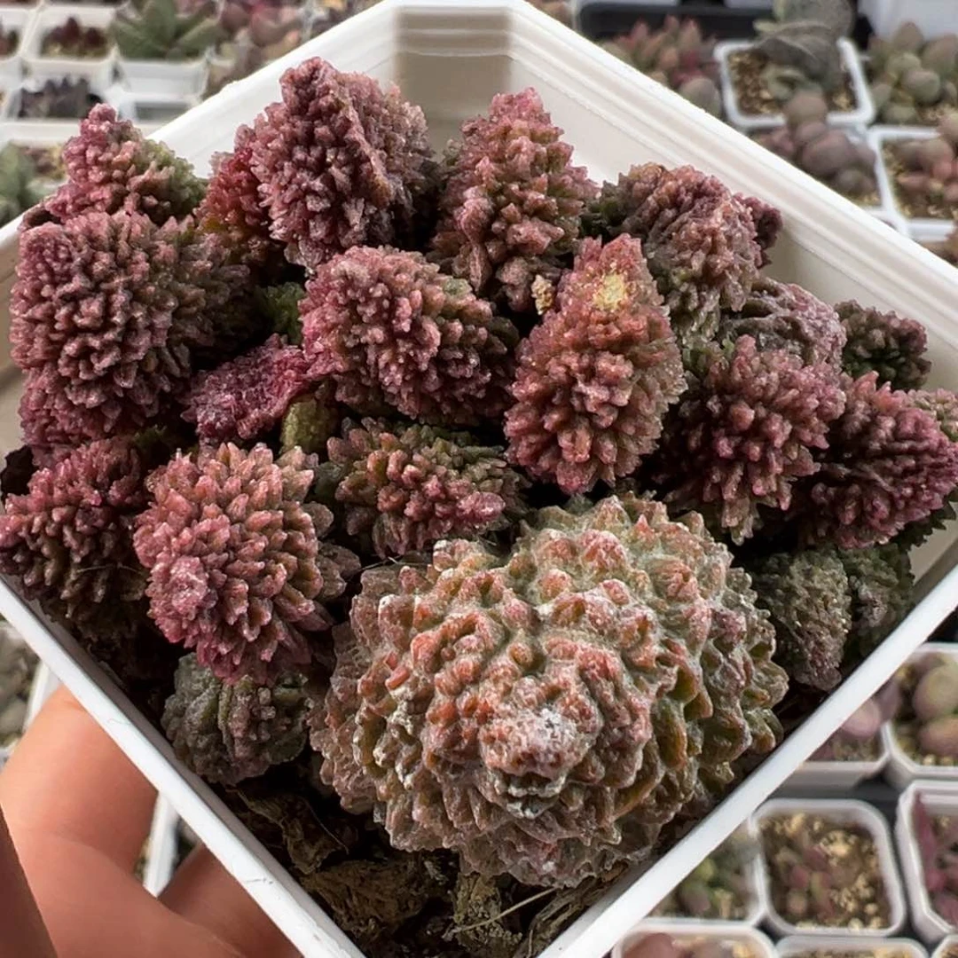 满盆朱紫玉老桩多肉植物