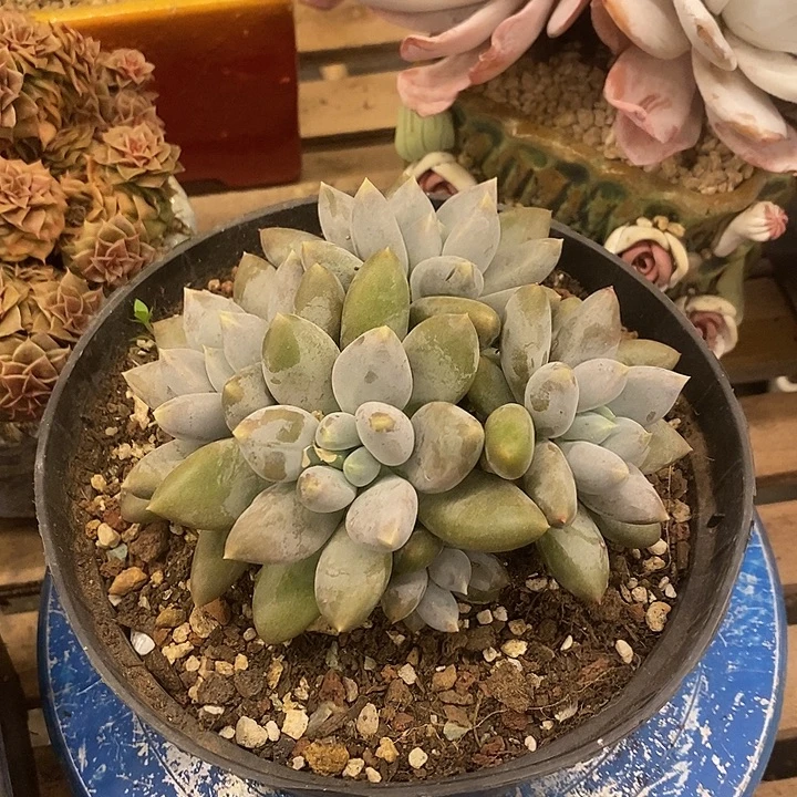 过***！多肉植物肉肉植物