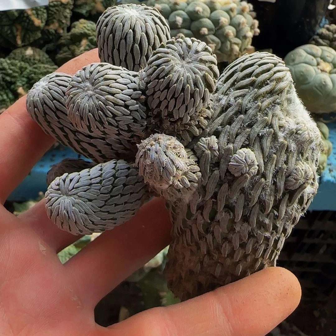 精巧丸869刚出根的