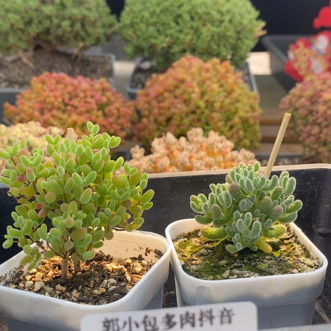 优选组合8407枝干番杏