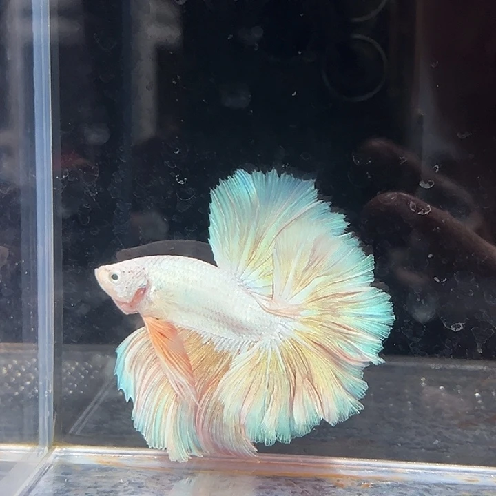 斗鱼2号清缸特价发光一样的扶光色