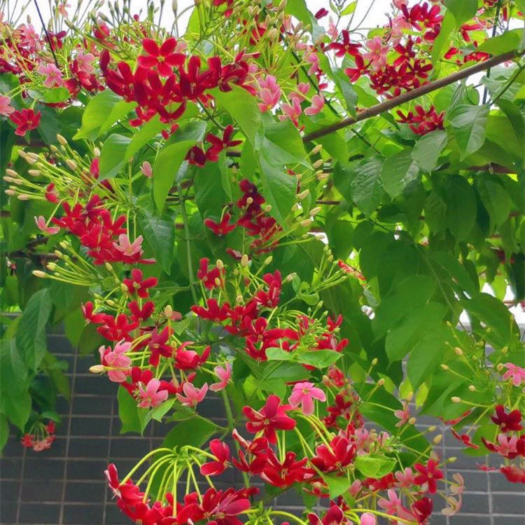 使君子耐高温 浓香花卉盆栽水君子四季植物庭院阳台花园开花