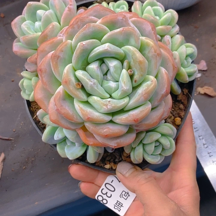 我**我夏悦多肉0417-38冰玉