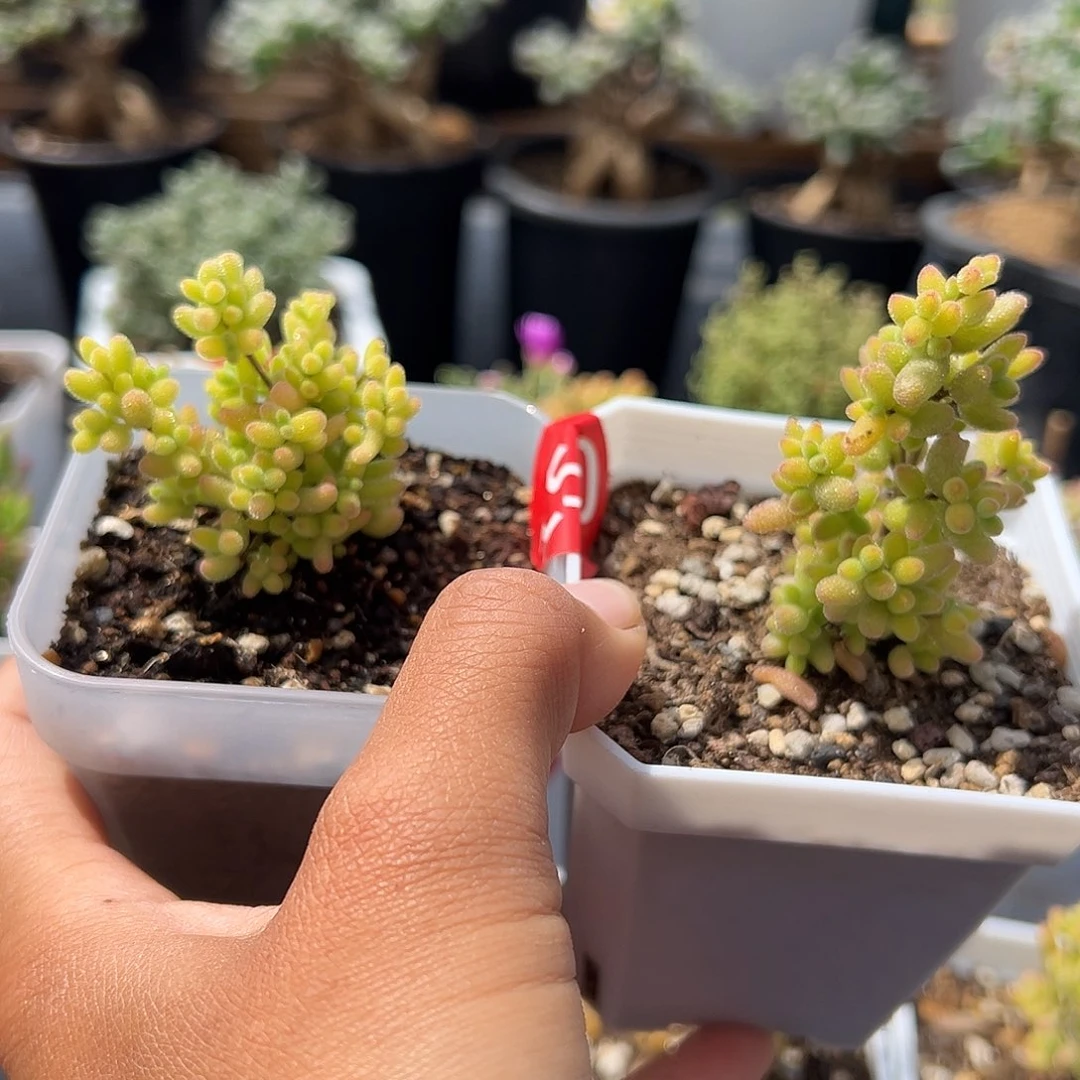 N****'150号糖球奶油白腹轮锦4.25多肉