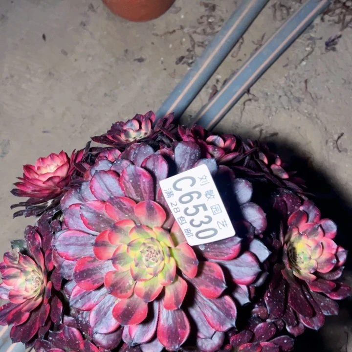 嘚****呔6530多肉植物法师多肉植物